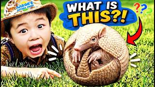 KIDS!🦔What's This Creature that Rolled into a Ball?!🏀ARMADILLO Fun | EDUCATIONAL KIDS NATURE SHOW🌿