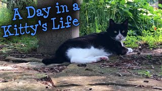 A day in the Life of a Tuxedo Cat #funnycats by Kitty Panzon - Cat Adventures 4,632 views 10 months ago 6 minutes, 31 seconds