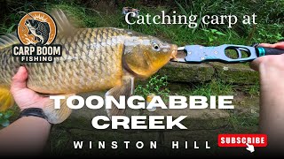 Catching carp at Toongabbie creek Winston Hills