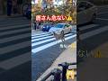 鹿さん危ない⚠️見ていてヒヤヒヤします🦌NARA PARK