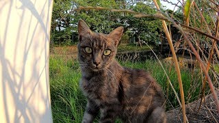 怖がりな猫家族と親睦を深めようとした結果・・・