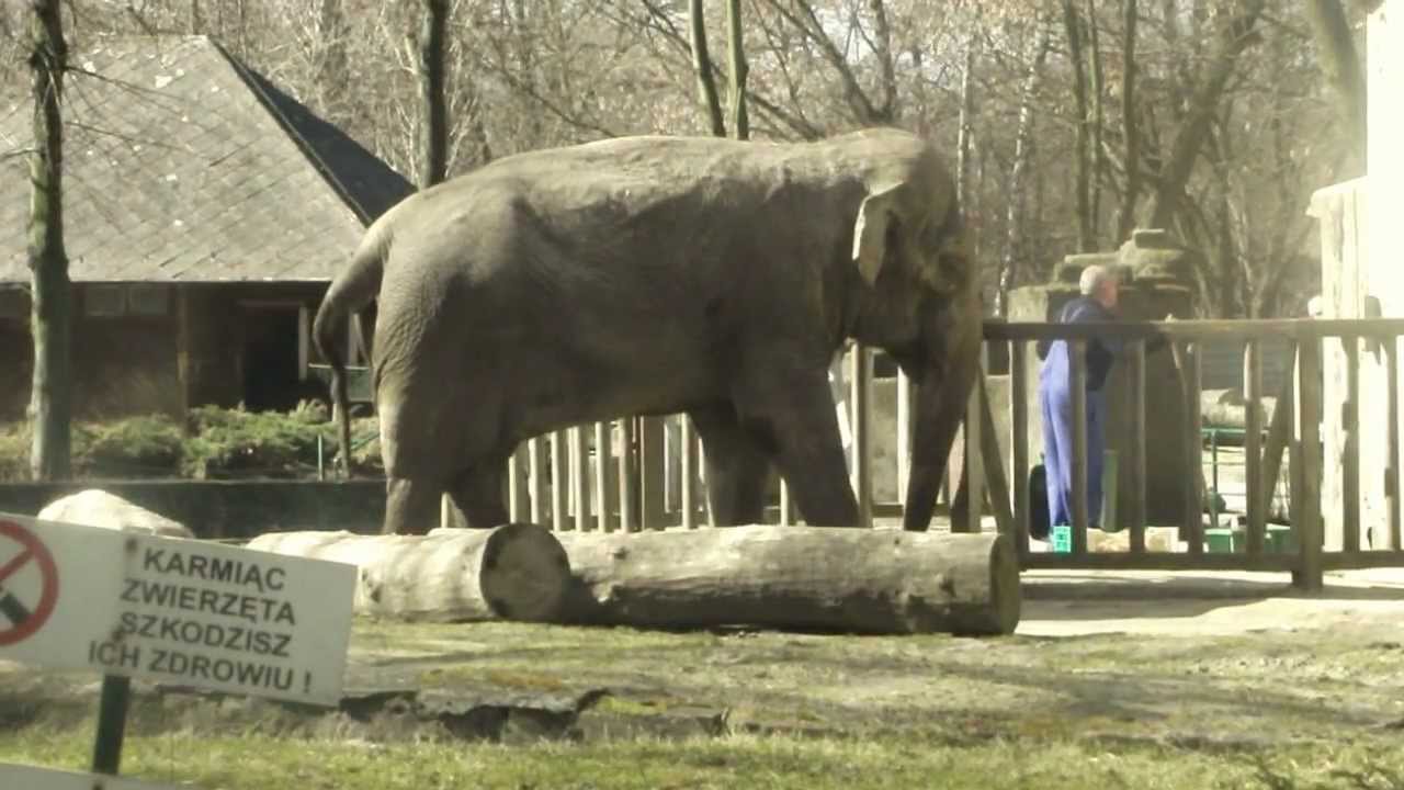 Lodz in Poland ZOO Słoń indyjski Азиатский слон Elephas maximus