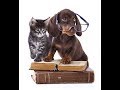 「絶対に笑う」あり得ないことをする犬★おもしろい犬のハプニング, 失敗画像集 #5