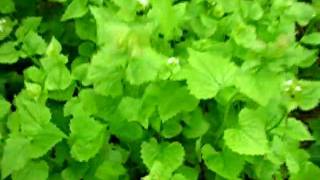 Jack By The Hedge aka Garlic Mustard