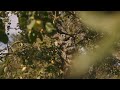 Apples hanging on apple tree on a sunny day - Stock Footage