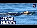 Una orca carga con su cría muerta durante 17 días