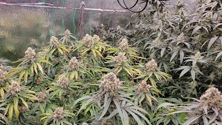 Testing New Athena Product VS Pro Line - Room Temp, RH, EC, PPFD and Scheduling- Day 57