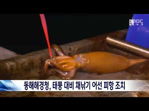 동해해경청, 태풍 대비 채낚기 어선 피항 조치 20230806