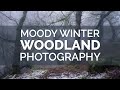 Moody Winter Woodland Photography