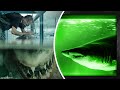 He Found a Great White Shark in an Empty Building, See How It Got There