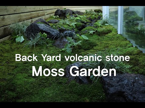 Making A Back Yard Volcanic Stone Moss Garden