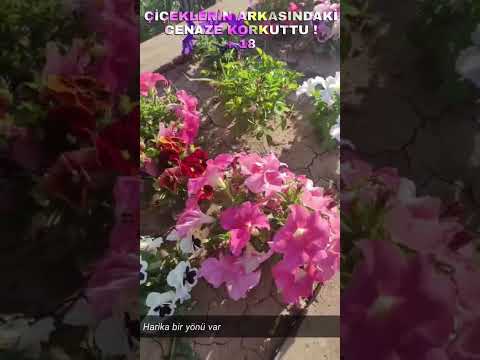 Çiçeklerin Arkasındaki Cenaze KORKUTTU Ebu Bekir Westânî