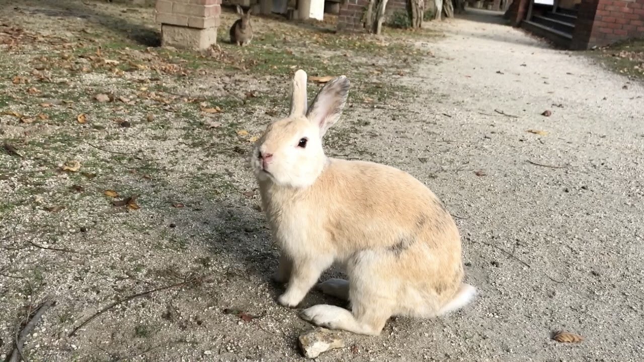 Pampered Rabbit A pampered rabbit that comes up to me with gusto - YouTube