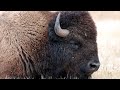 SAVAGE - VICIOUS And DEADLY !!! AMERICAN BISON 🦬🦬🦬