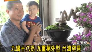 (三大有線) 彰視新聞1021019 16九彎十八拐 九重葛外型 台灣罕見