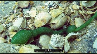 What on Earth is this Bizarre Underwater Creature??? GREEN SPOON WORM!!!