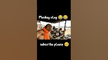 ai monkey vlog 😂😂 | #monkey #monkeyvlog #aimonkey #shortvideo #shortsfeed #trend #trending #shorts