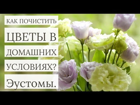 КАК ПОЧИСТИТЬ ЦВЕТЫ В ДОМАШНИХ УСЛОВИЯХ (Пример-эустомы)