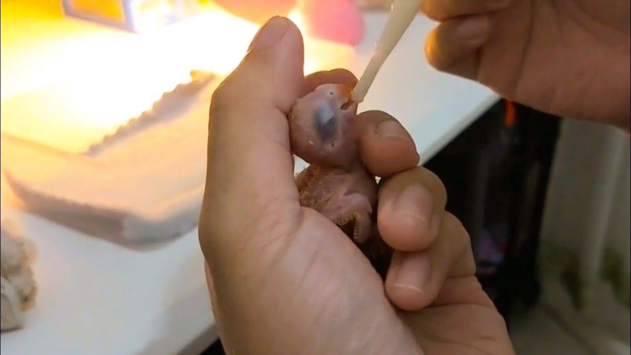 Handfeeding an African Lovebird Hatchling