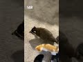🐈 🦝 Kitten brings home little raccoon friend