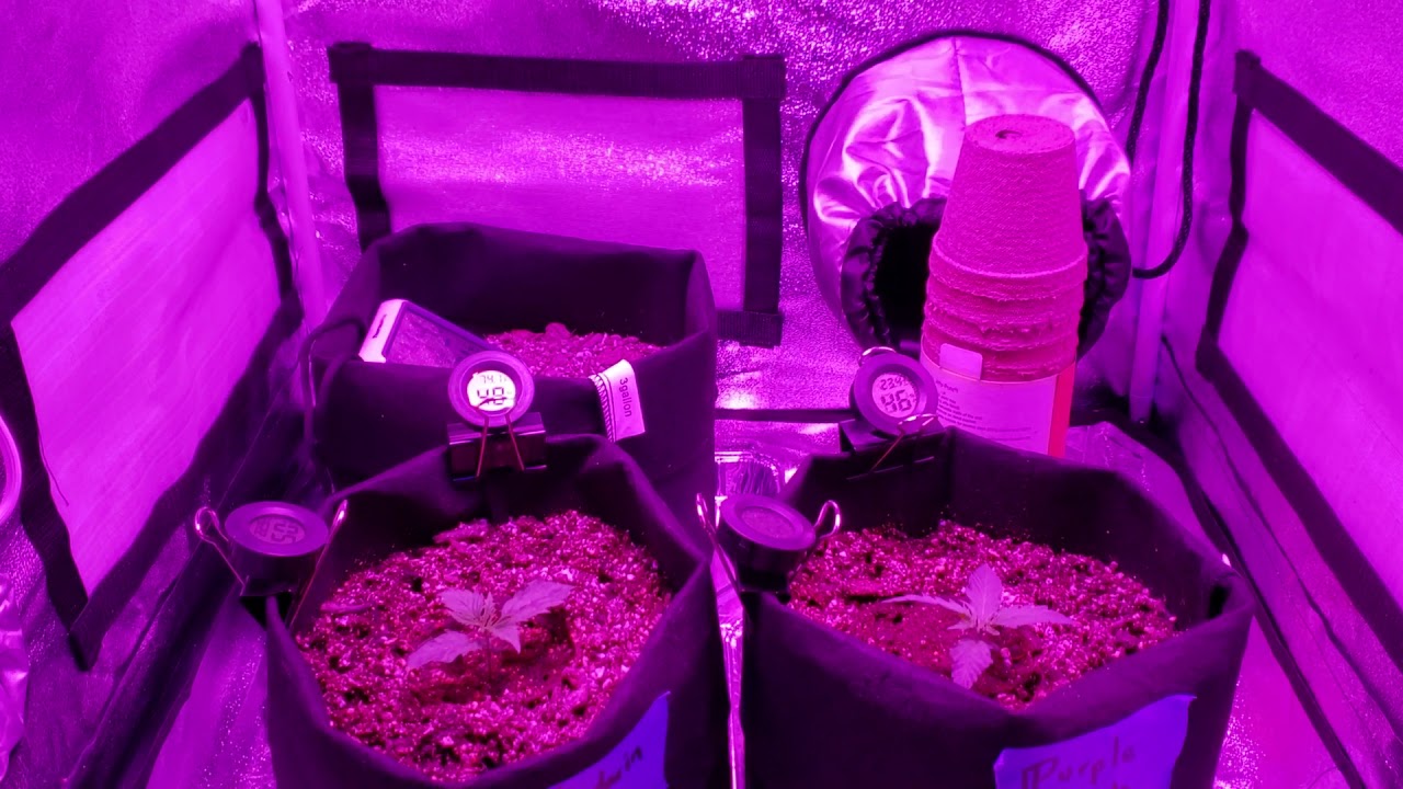 2 x 2 grow tent! Super small space grow! My 1st grow! Autoflowers!