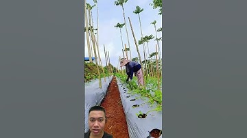 Mẹo Trồng Cà Chua Nhiều Quả Nhất #farming #agriculture