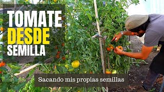 TOMATE de MATA ALTA | desde la Semilla