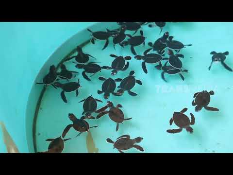 Video: Di Mana Melihat Kura-kura Laut Di Florida