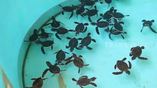 Penangkaran Penyu Karamba Pinggir Laut Pantai Tongaci