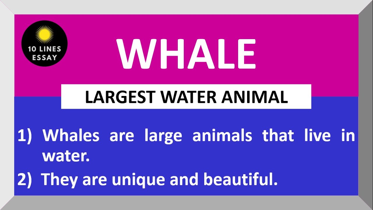 the whale elies essay