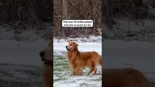 🐶 Tucker's Cutest Moment Ever! 😍 #shorts #dog