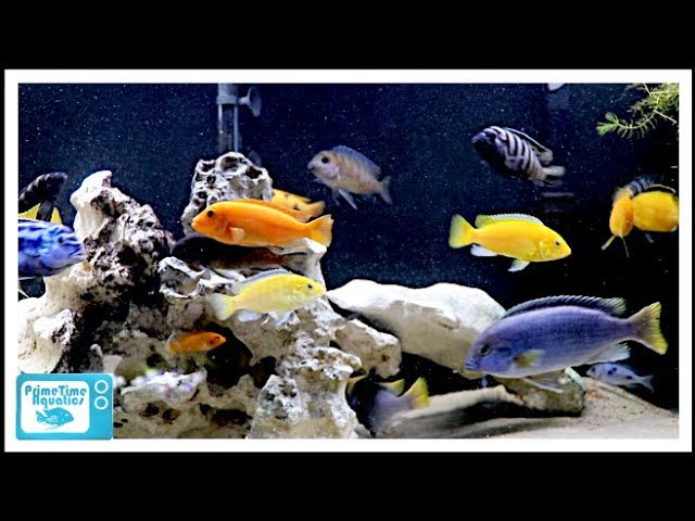 best fish for 75 gallon freshwater aquarium
