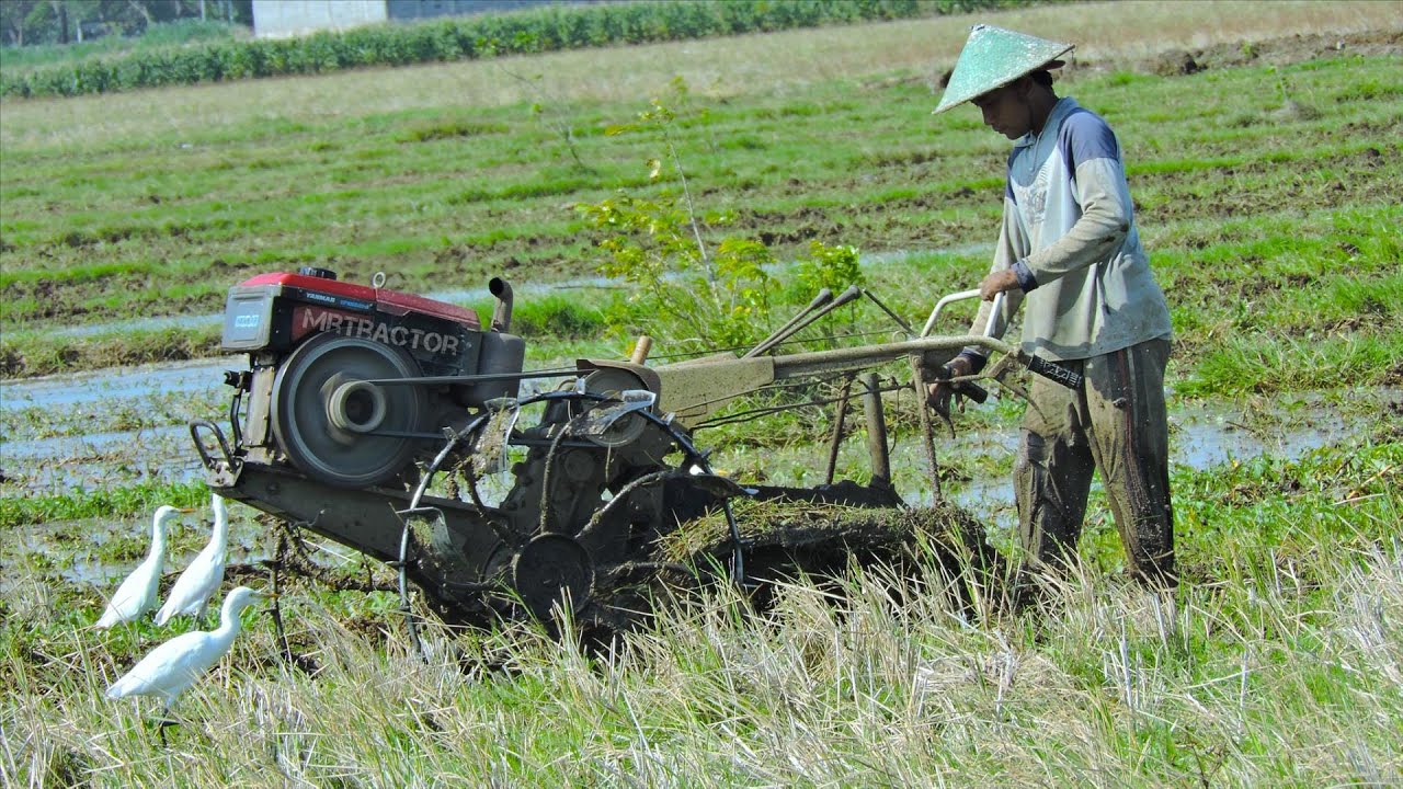 Planting Tilling Rice Tractors Team Working Tilling Rice Field Together - YouTube