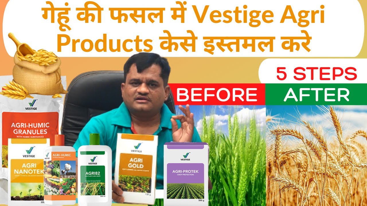 गेहूं की फसल में Vestige Agri Products केसे Use करे How To Use