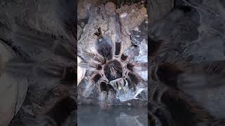 ''MY NEMESIS'' MY UNPREDICTABLE PHORMICTOPUS CANCERIDES ADULT FEMALE(HISPANIOLAN GIANT TARANTULA)!❤!