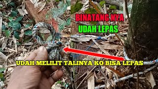 cek jerat babi hutan hampir dapat pas sampai binatang nya kabur