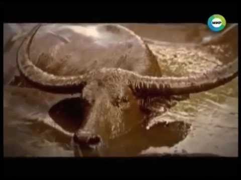 Поезд беглец. Секунды до катастрофы