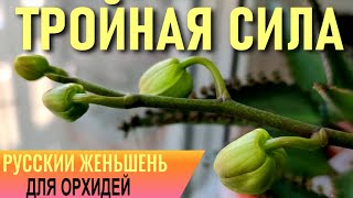 ТРОЙНАЯ СИЛА РУССКОГО ЖЕНЬШЕНЯ ДЛЯ ОРХИДЕЙ! РАСТЕТ ВЕЗДЕ! АКТИВИРОВАТЬ, ВЫРАСТИТЬ, ЗАЦВЕСТИ ОРХИДЕЮ!