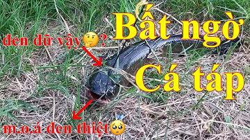 Câu cá lóc bằng vịt: đi săn loài cá hung dữ miền tây | bầy khói đèn trong hố nước nhỏ | tập 2