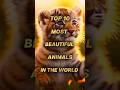 Top 10 Most Beautiful Animals In The World