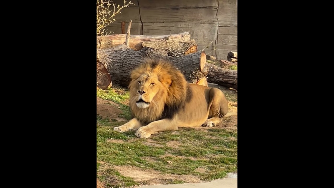 Lion Roaring (Tulsa Zoo)