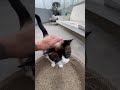 Michi? Michi! Oh Freddy! Como te extrañé broder. #michi #anticuchotudio #cat #short #shorts #gato