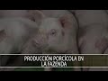 Produccion porcicola en La Fazenda - TvAgro por Juan Gonzalo Angel Restrepo