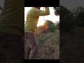 Wild Boar Hunting Stake: The Ultimate Challenge#wildlife #wildboar #challenge #archery #adventure