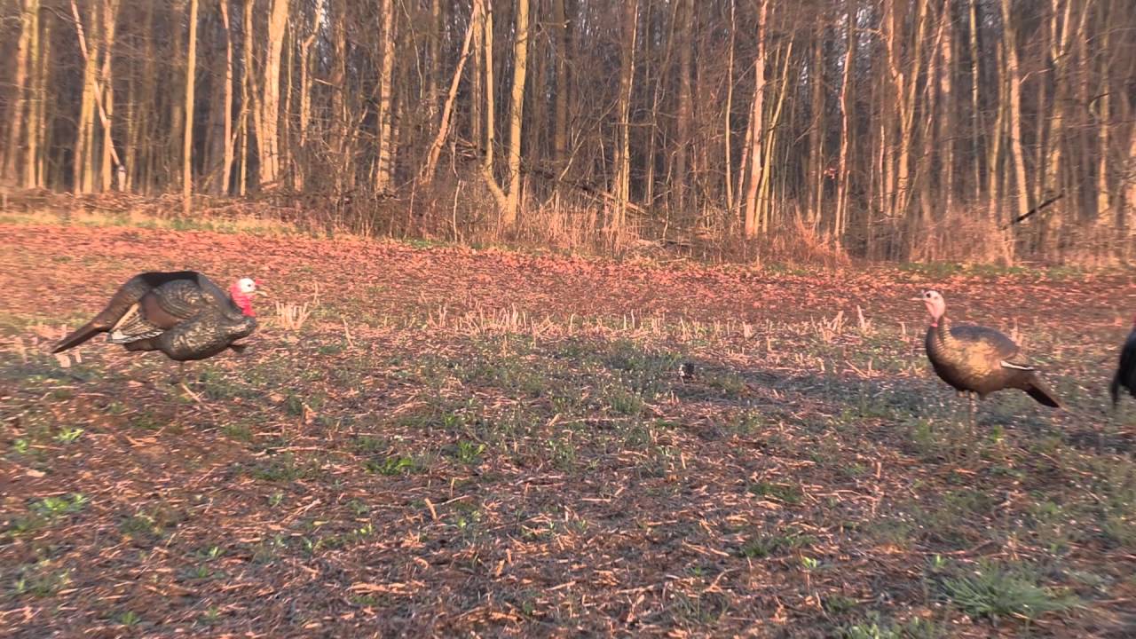 Turkey Hunt 2016 Michigan with GoPro YouTube