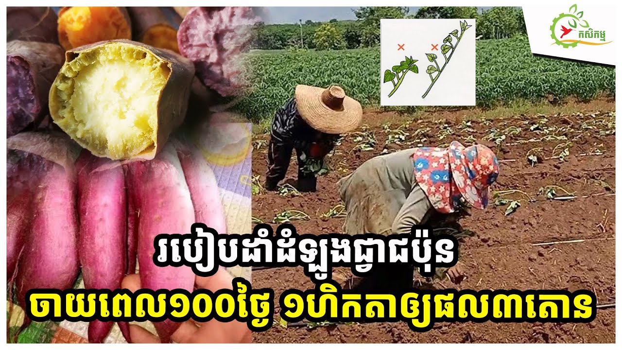 ត្បិតថាដំឡូងជ្វាជប៉ុន កូរ៉េ តៃវ៉ាន់ មិនរើសដី តែបើរៀបដីដាំខុស រសជាតិមិនឆ្ញាញ់ ទិន្នផលទាប