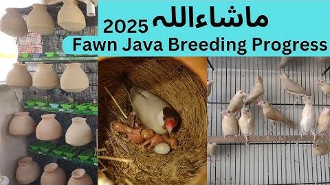 2025 1st Fawn Java Breeding Progress|| Fawn Java Breeding Setup update January 25|| Asif Birds Farm