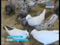 "Любовь и голуби" по-ставропольски