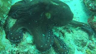 Octopus grabbing my hand (Maldives Feb 2024)