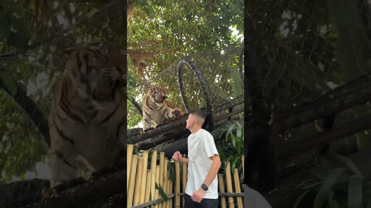 JANKA NAPAO TIGAR ! 😱